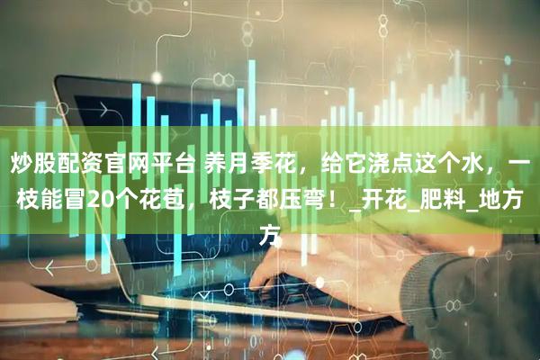 炒股配资官网平台 养月季花，给它浇点这个水，一枝能冒20个花苞，枝子都压弯！_开花_肥料_地方
